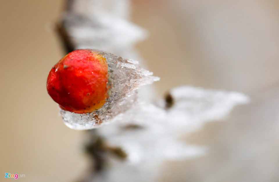 Hoa đào rừng rét quắt trong băng tuyết Sa Pa